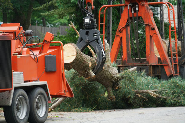 Best Residential Tree Removal  in San Ysidro, NM